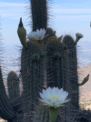 Trichocereus chiloensis