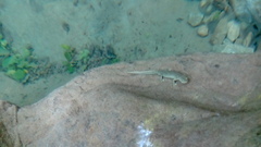 Calotriton asper
