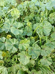 Malva sylvestris