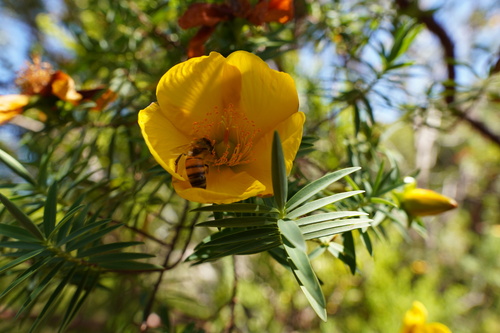 Hypericum lanceolatum subsp. angustifolium image