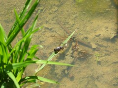 Teleogryllus mitratus