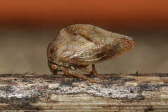 Cyrtolobus