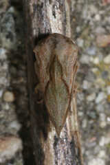 Cyrtolobus