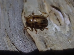 Rhyparida brevilineata