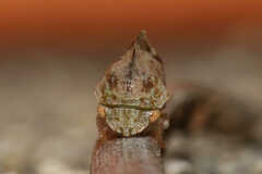 Cyrtolobus