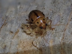 Rhyparida brevilineata