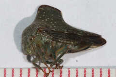 Telamona monticola