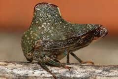 Telamona monticola
