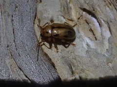 Rhyparida brevilineata