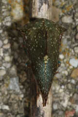 Telamona monticola