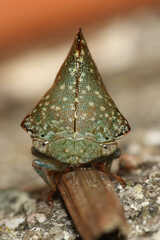 Telamona monticola