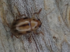 Rhyparida brevilineata