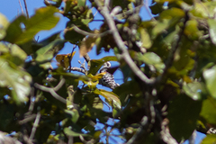 Yungipicus canicapillus