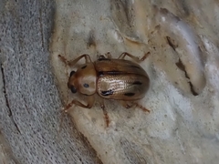 Rhyparida brevilineata