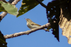 Phylloscopus trochiloides