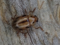 Rhyparida brevilineata