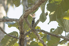 Yungipicus canicapillus