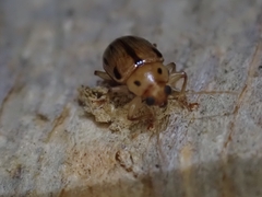 Rhyparida brevilineata