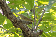 Phylloscopus schwarzi