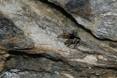 Aelurillus v-insignitus