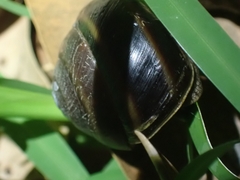 Thersites mitchellae