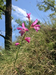 Gladiolus italicus