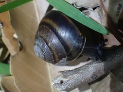 Thersites mitchellae