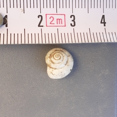 Xeropicta derbentina