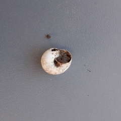 Xeropicta derbentina