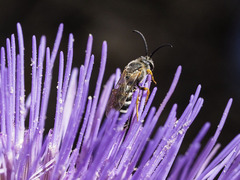 Halictus fulvipes