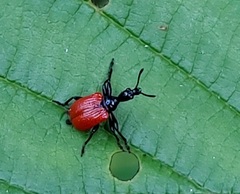Apoderus coryli