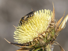 Halictus fulvipes