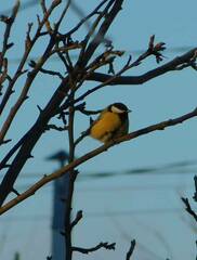 Parus major