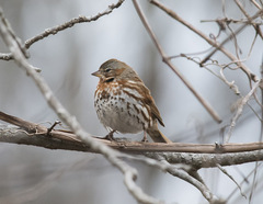 Passerella iliaca iliaca
