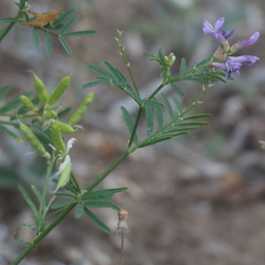 Astragalus arenarius