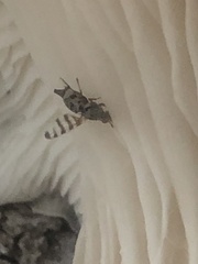 Pseudotephritina