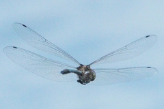 Hemicordulia eduardi