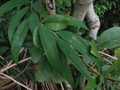 Bomarea edulis
