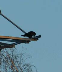 Corvus corax