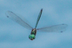 Hemicordulia eduardi