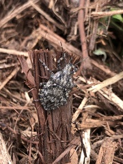 Brochymena