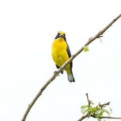 Euphonia violacea