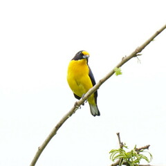 Euphonia violacea