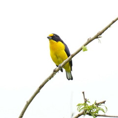 Euphonia violacea