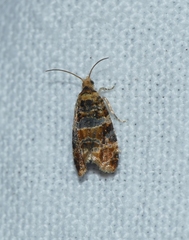 Lobesia botrana
