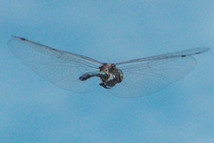 Hemicordulia eduardi