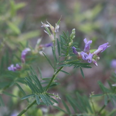 Astragalus arenarius