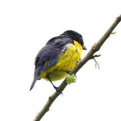 Euphonia violacea