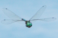 Hemicordulia eduardi