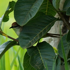 Certhiaxis cinnamomeus